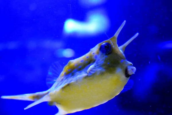 The longhorn cowfish, Lactoria cornuta, is a variety of boxfish from the family Ostraciidae,recognizable by its long horns that protrude from the front of its head, rather like those of a cow or bull.