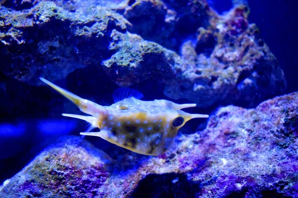 Lactoria Cornuta Uma Espécie Peixe Boi Família Ostraciidae Reconhecível Por — Fotografia de Stock