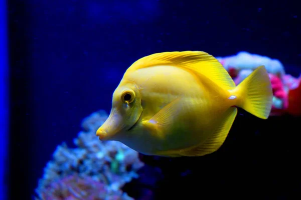 Yellow Tang Zebrasoma Flavescens Saltwater Fish Family Acanthuridae One Popular — Stock Photo, Image