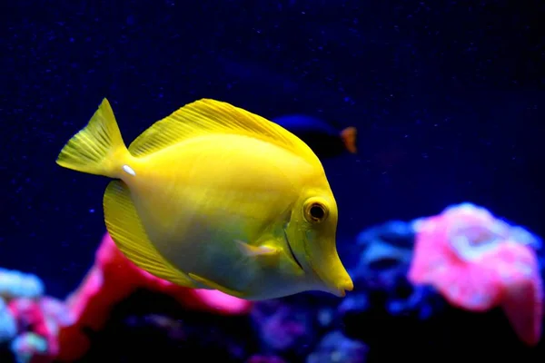 Žlutá Tanga Zebrasoma Flavescens Mořská Voda Čeledi Acanthurida Jedním Populárních — Stock fotografie