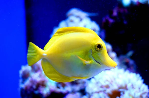 Tang Amarelo Zebrasoma Flavescens Peixe Água Salgada Família Acanthuridae Dos — Fotografia de Stock