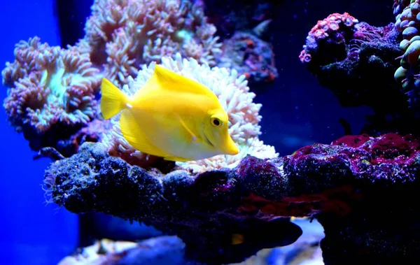 Tang Amarelo Zebrasoma Flavescens Peixe Água Salgada Família Acanthuridae Dos — Fotografia de Stock