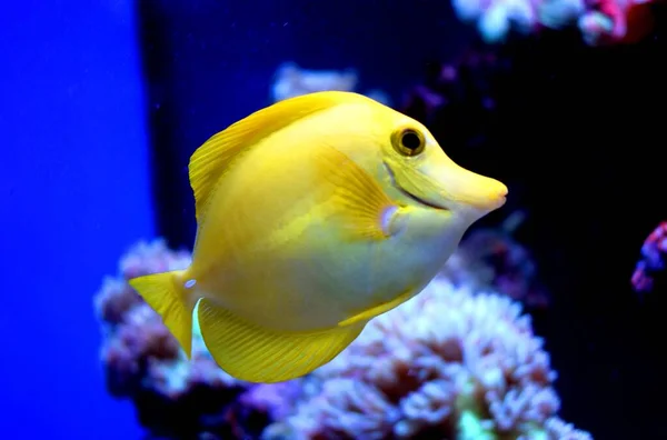 Yellow Tang Zebrasoma Flavescens Saltwater Fish Family Acanthuridae One Popular — Stock Photo, Image