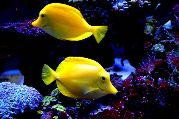 Yellow Tang Zebrasoma Flavescens Saltwater Fish Family Acanthuridae One Popular — Stock Photo, Image
