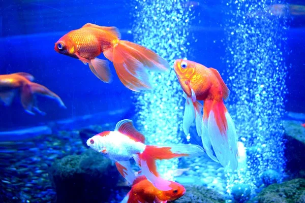 Goldfish Carassius Auratus Freshwater Fish Family Cyprinidae Order Cypriniformes One — Stock Photo, Image