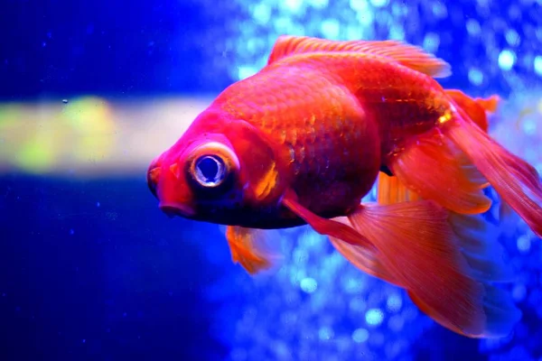 Goldfish Carassius Auratus Freshwater Fish Family Cyprinidae Order Cypriniformes One — Stock Photo, Image