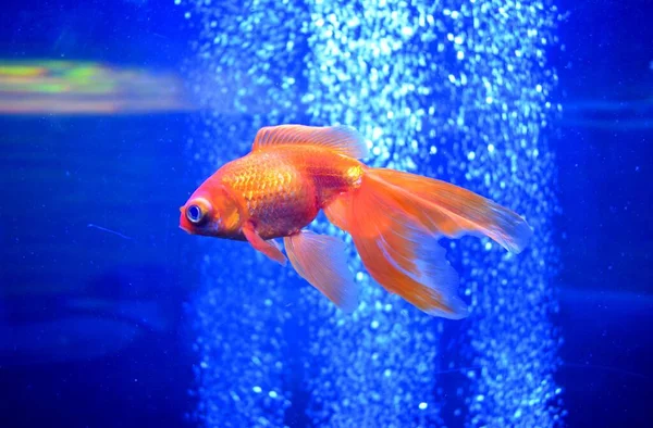 The goldfish (Carassius auratus) is a freshwater fish in the family Cyprinidae of order Cypriniformes. It is one of the most commonly kept aquarium fish.A relatively small member of the carp family.