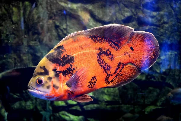 Oscar Tiger Oscar Velvet Cichlid Marble Cichlid Astronotus Ocellatus Species Stock Picture