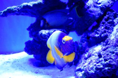 Deniz meleği balığı, Pomacanthidae familyasından bir balık türü. Bunlar tropikal Atlantik, Hint ve çoğunlukla batı Pasifik Okyanuslarındaki sığ resiflerde bulunurlar. Bu Pomacanthus xanthometopon.