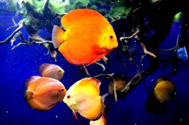  Symphysodon yanal sıkıştırılmış vücut şekline sahiptir, uzun ispinozlar yuvarlak şekiller verir. Bu vücut şeklidir ki, adları, diskleri, tatlı su akvaryumu balığı kadar popülerdir..