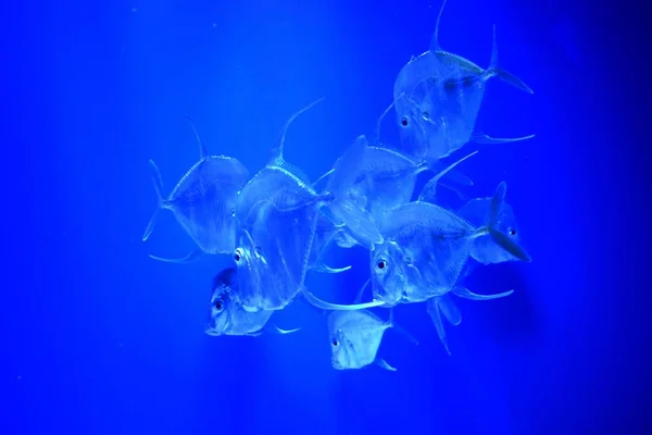 Uitkijkvis Selene Vomer Vergelijkbaar Met Atlantische Maanvis Kan Worden Onderscheiden — Stockfoto