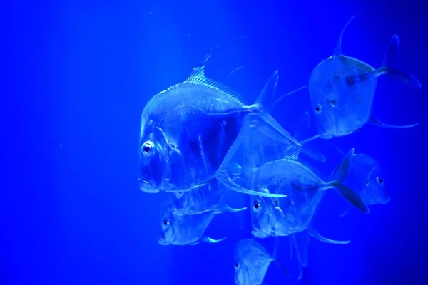 見下ろし セレン 魚は大西洋の月魚に似ており その背とアナルフィン 各フィンの2番目の光線は周囲の光線よりも何倍も長いことで区別することができる — ストック写真