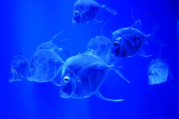 Bakış (Selene vomer) balığı Atlantik ay balığına benzer, sırt ve anal yüzgeçleriyle ayırt edilebilir, her yüzgeçteki ikinci ışın çevredeki ışınlardan kat kat daha uzundur.. 