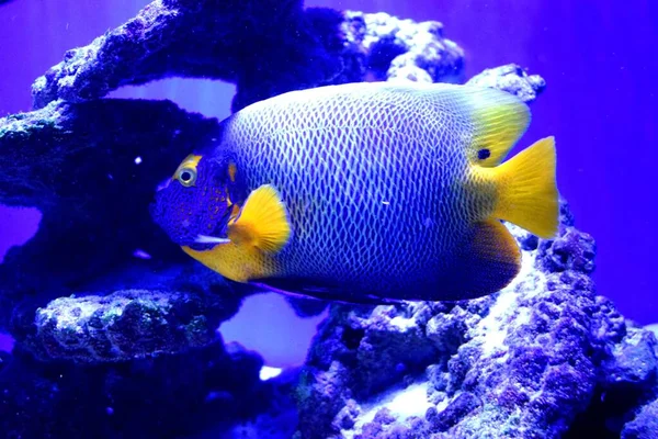 Marine Angelfish Perciform Fish Family Pomacanthidae Found Shallow Reefs Tropical — Stock Photo, Image