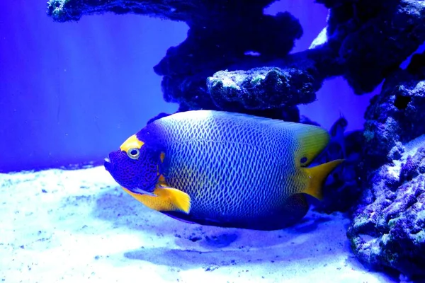 Marine Angelfish Perciform Fish Family Pomacanthidae Found Shallow Reefs Tropical — Stock Photo, Image