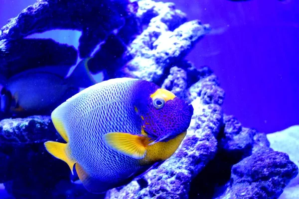 Deniz meleği balığı, Pomacanthidae familyasından bir balık türü. Bunlar tropikal Atlantik, Hint ve çoğunlukla batı Pasifik Okyanuslarındaki sığ resiflerde bulunurlar. Bu Pomacanthus xanthometopon.