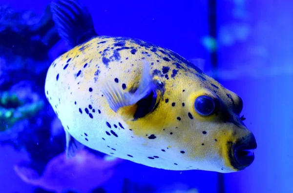 Takifugu Rod Často Známější Pod Japonským Jménem Fugu Ryby Jsou — Stock fotografie