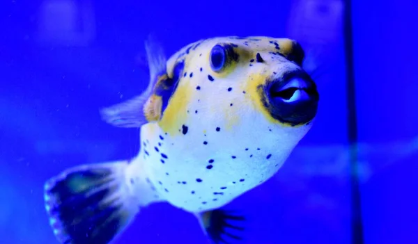 Takifugu Genus Often Better Known Japanese Name Fugu Fish Highly — Stock Photo, Image