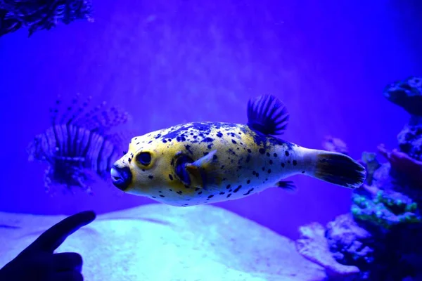 Takifugu, Japonya 'da 