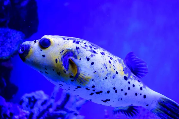 Takifugu Genus Often Better Known Japanese Name Fugu Fish Highly — Stock Photo, Image