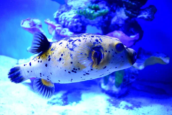 Takifugu Género Botânico Pertencente Família Fugu Peixe Altamente Tóxico Mas — Fotografia de Stock