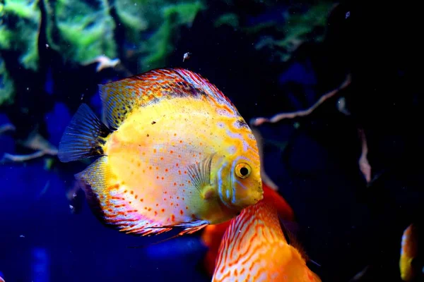 Symphysodon Hebben Een Zijdelings Samengeperste Lichaamsvorm Verlengde Vinnage Bsent Geven — Stockfoto