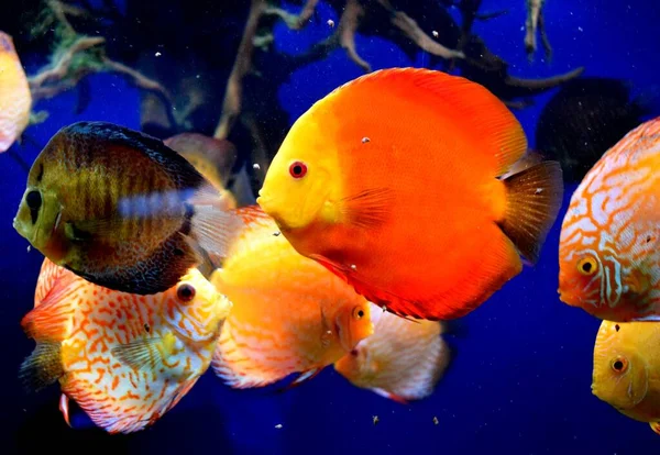  Symphysodon yanal sıkıştırılmış vücut şekline sahiptir, uzun ispinozlar yuvarlak şekiller verir. Bu vücut şeklidir ki, adları, diskleri, tatlı su akvaryumu balığı kadar popülerdir..