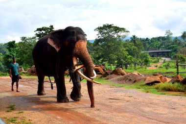 Pinnawala, Sri Lanka - 5 Aralık 2019 Pinnawala Fil Yetimhanesi Pinnawala, Sri Lanka 'daki vahşi Asya filleri için bir yetimhane, fidanlık ve esir yetiştirme alanıdır.