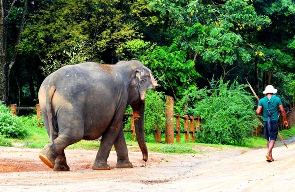 Pinnawala Sri Lanka December 2019 Pinnawala Elephant Orphanage Orphanage Nursery — Stock Photo, Image