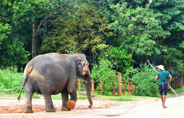 Pinnawala, Sri Lanka - 5 Aralık 2019 Pinnawala Fil Yetimhanesi Pinnawala, Sri Lanka 'daki vahşi Asya filleri için bir yetimhane, fidanlık ve esir yetiştirme alanıdır.