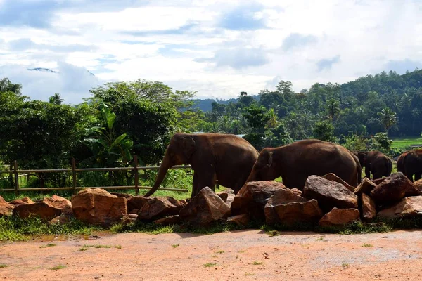 Asya fili Asya 'da yaşayan en büyük kara hayvanıdır..