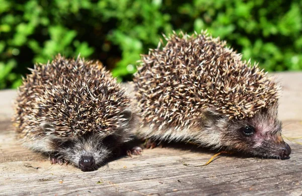 Европейский Erinaceus Europaeus Известный Западноевропейский Обычный Является Ёжиком Обитающим Европе — стоковое фото