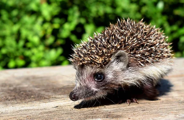 Erinaceus Europaeus También Conocido Como Erizo Europa Occidental Erizo Común — Foto de Stock