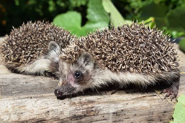 고슴도치 European Hedgehog Erinaceus Europaeus 서유럽 고슴도치 Common Hedgehog 유럽에서 — 스톡 사진