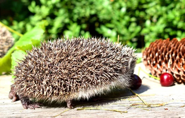 고슴도치 European Hedgehog Erinaceus Europaeus 서유럽 고슴도치 Common Hedgehog 유럽에서 — 스톡 사진