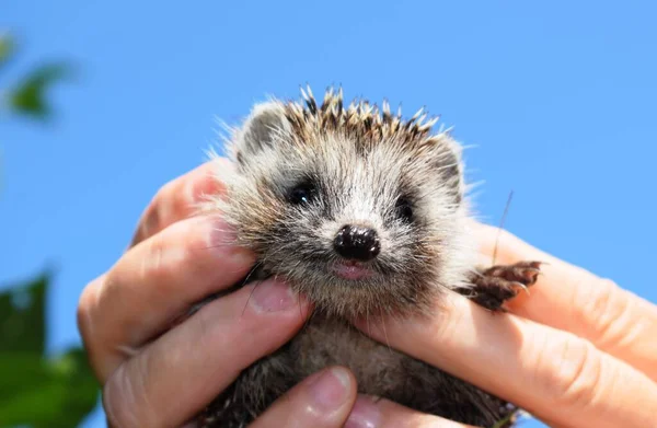 European Hedgehog Erinaceus Europaeus Also Known West European Hedgehog Common — Stock Photo, Image