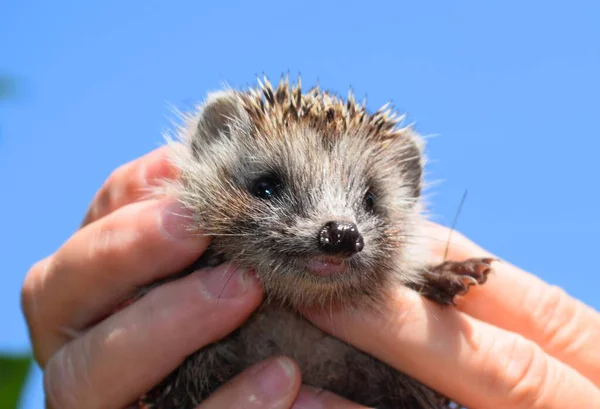 고슴도치 European Hedgehog Erinaceus Europaeus 서유럽 고슴도치 Common Hedgehog 유럽에서 — 스톡 사진