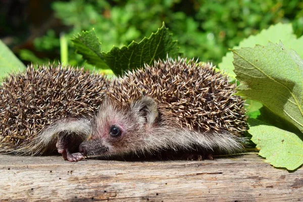 고슴도치 European Hedgehog Erinaceus Europaeus 서유럽 고슴도치 Common Hedgehog 유럽에서 — 스톡 사진