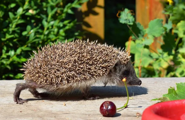 Jeż Europejski Erinaceus Europaeus Znany Również Jako Jeż Zachodnioeuropejski Lub — Zdjęcie stockowe