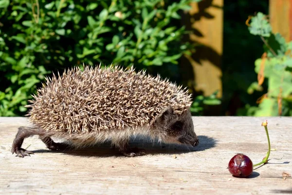 Európai Sündisznó Erinaceus Europaeus Más Néven Nyugat Európai Sündisznó Vagy — Stock Fotó