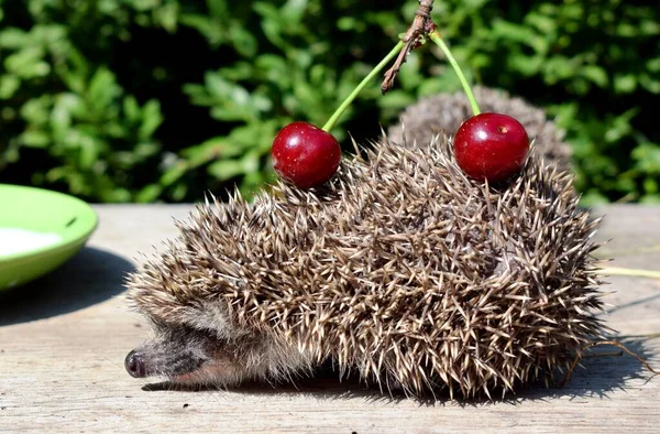 고슴도치 European Hedgehog Erinaceus Europaeus 서유럽 고슴도치 Common Hedgehog 유럽에서 — 스톡 사진