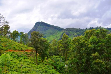 Sri Lanka 'daki çay tarlaları