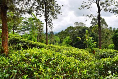 Sri Lanka 'daki çay tarlaları