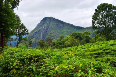 Sri Lanka 'daki çay tarlaları