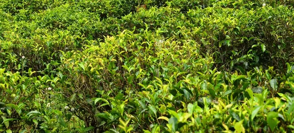 Sri Lanka 'daki çay tarlaları