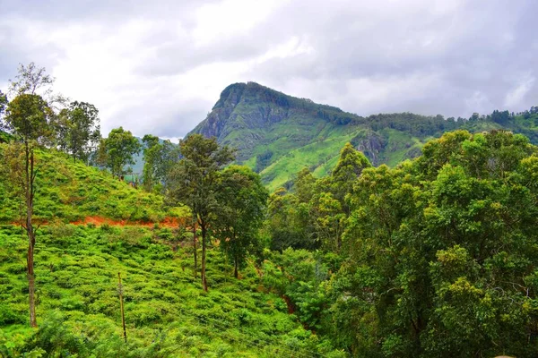 Teeplantagen Sri Lanka — Stockfoto
