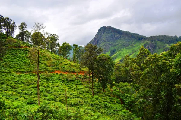 Plantações Chá Sri Lanka — Fotografia de Stock