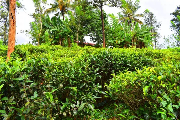 Sri Lanka 'daki çay tarlaları