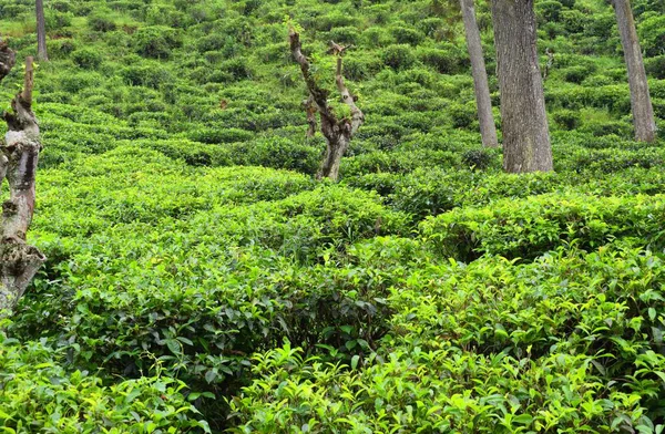 Teeplantagen Sri Lanka — Stockfoto