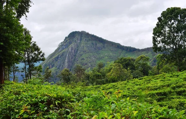 Plantações Chá Sri Lanka — Fotografia de Stock